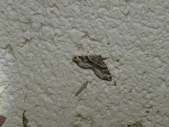 Xanthorhoe lacustrata