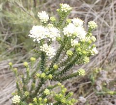 Agathosma apiculata