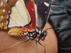 Graphium angolanus