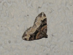 Xanthorhoe lacustrata