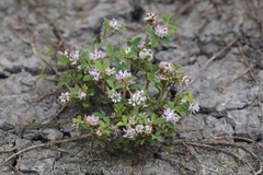 Trifolium tomentosum