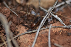 Paramogoplistes novaki