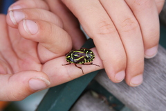 Eupoecila australasiae