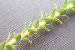 Agathosma apiculata