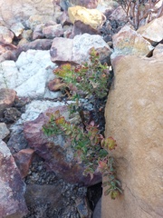 Crassula undulata