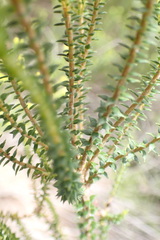 Agathosma apiculata