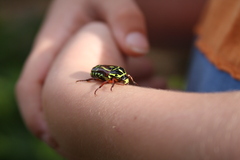 Eupoecila australasiae