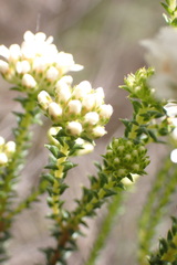 Agathosma apiculata