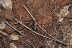 Paramogoplistes novaki