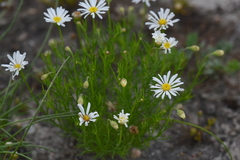 Brachyscome ciliaris