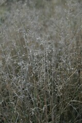 Eragrostis amabilis