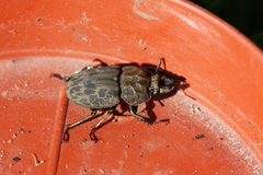 Ryssonotus nebulosus