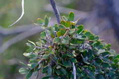 Hakea ruscifolia