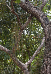 Dendrobium teretifolium