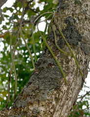 Dendrobium teretifolium