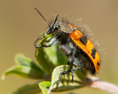 Astylus trifasciatus