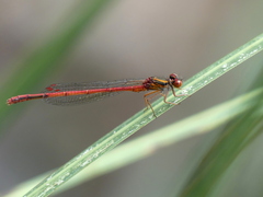 Xanthocnemis zealandica