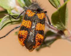 Astylus trifasciatus