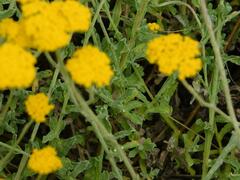 Helichrysum odoratissimum