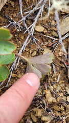 Ranunculus verticillatus