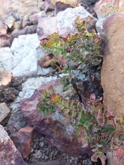 Crassula undulata