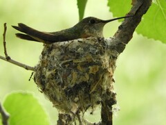 Selasphorus platycercus