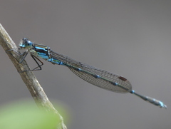Austrolestes colensonis