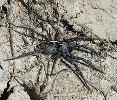 Artoriinae