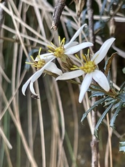 Olearia erubescens