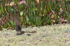 Ptyonoprogne fuligula