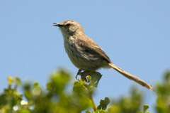 Prinia maculosa