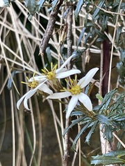 Olearia erubescens