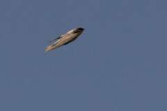 Ptyonoprogne fuligula