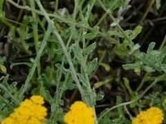 Helichrysum odoratissimum