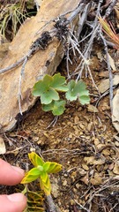 Ranunculus verticillatus