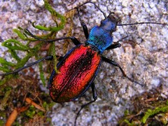 Carabus hispanus