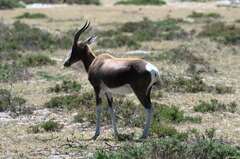 Damaliscus pygargus pygargus