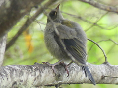 Anthornis melanura