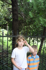 Podargus strigoides strigoides