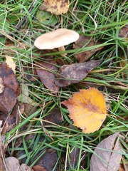 Lactarius glyciosmus
