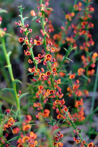 Image of Daviesia decurrens by (c) Peter Crowcroft, some rights reserved (CC BY)