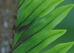 Microgramma squamulosa