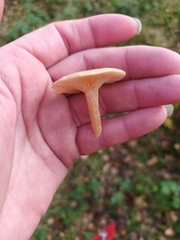 Lactarius glyciosmus