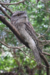 Podargus strigoides strigoides