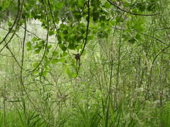 Selasphorus platycercus