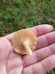 Lactarius glyciosmus