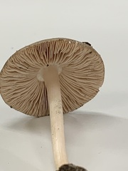 Pluteus