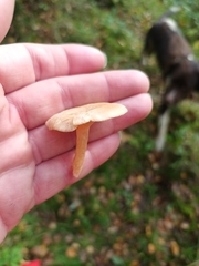 Lactarius glyciosmus
