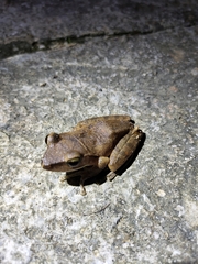 Polypedates megacephalus