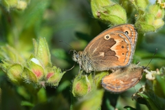 Coenonympha corinna